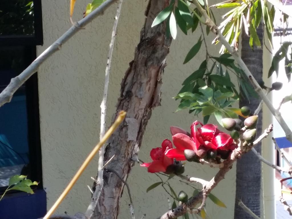 Reef Lodge Backpackers Townsville Exterior foto